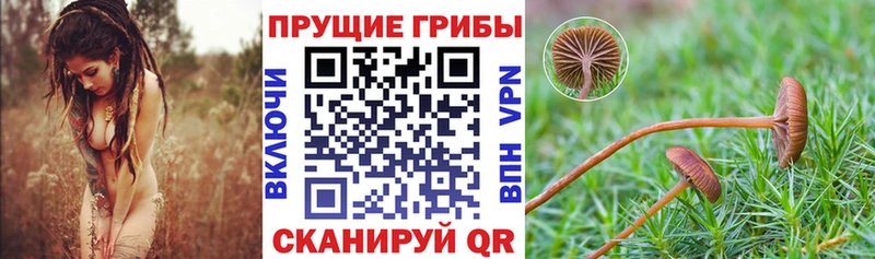 продажа наркотиков Вытегра Псилоцибиновые грибы ЛСД
